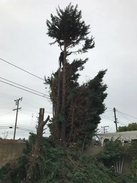 Local yard cleanup service for outdoor upgrades across Santa Ana, CA - Unbeatable Landscapes