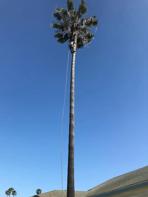 Affordable lawn mowing service in Santa Ana, CA - Unbeatable Landscapes