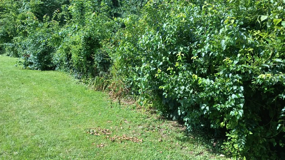 Affordable landscape installation for outdoor upgrades across St. Louis, MO - Uncle Carl's Lawncare Service