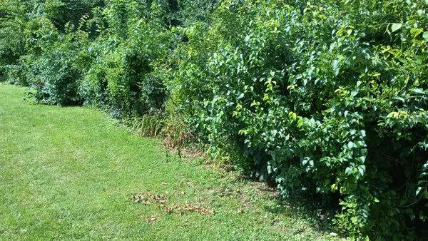 Uncle Carl's Lawncare Service Logo