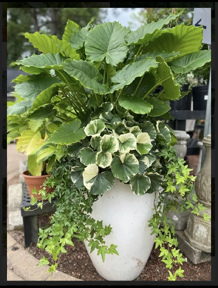 Top-rated outdoor landscaping in Jacksonville, FL - uncontāined