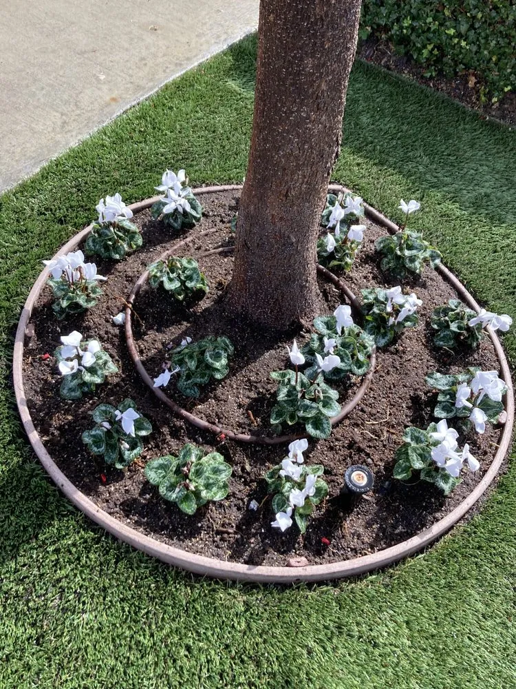 Top-rated outdoor landscaping for beautiful yards across Santa Ana, CA - Undefeated Landscaping & Tree Service