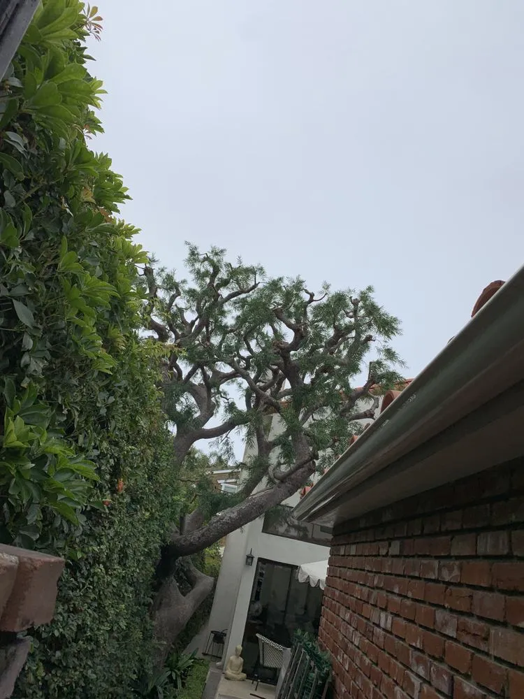 Custom landscaping services for beautiful yards across Santa Ana, CA - Undefeated Landscaping & Tree Service