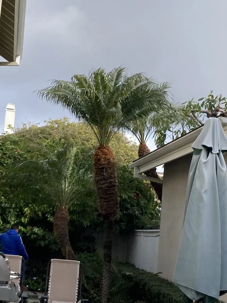 Trusted yard cleanup service in Santa Ana, CA - Undefeated Landscaping & Tree Service