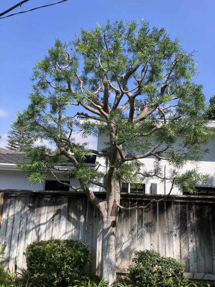 Reliable landscape design in Santa Ana, CA by Undefeated Landscaping & Tree Service