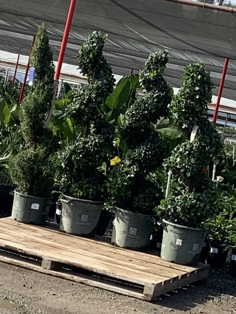 Trusted landscape design in Santa Ana, CA - Undefeated Landscaping & Tree Service