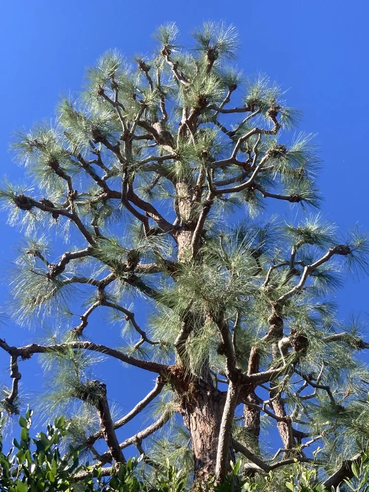 Custom outdoor landscaping with custom design in Santa Ana, CA by Undefeated Landscaping & Tree Service