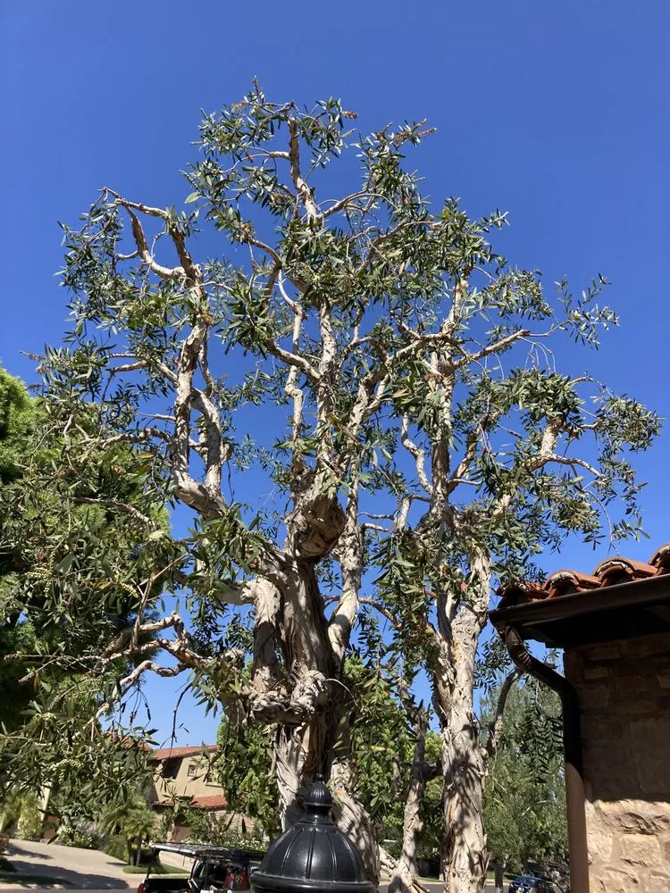 Trusted yard cleanup service experts serving Santa Ana, CA - Undefeated Landscaping & Tree Service