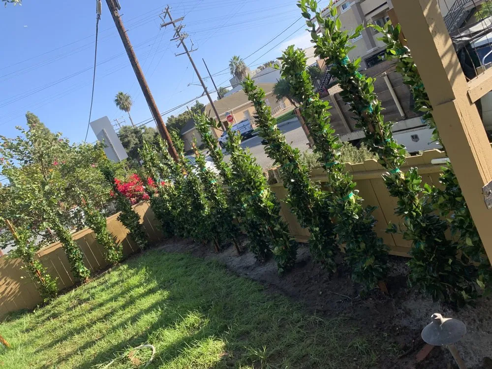 Professional lawn mowing service for homes in Santa Ana, CA by Undefeated Landscaping & Tree Service