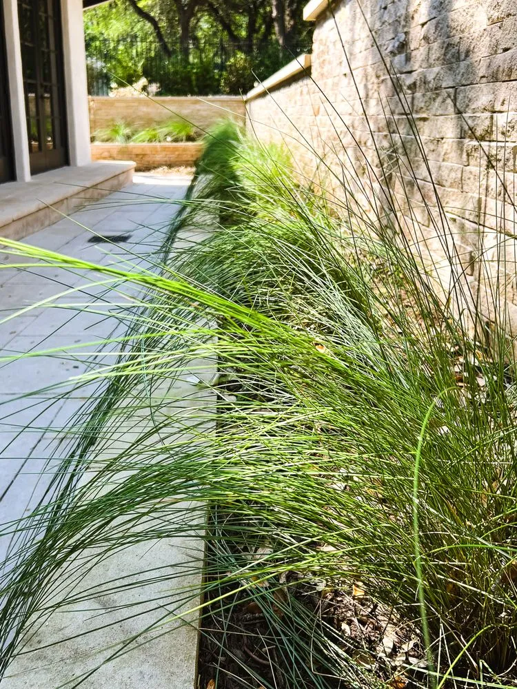 Reliable lawn care service for residential properties in Austin, TX by Under the Oak Canopy