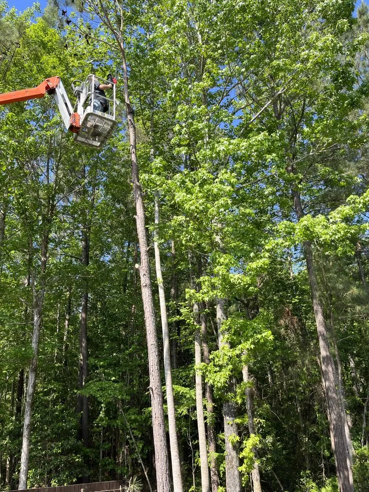 Expert landscaping services for year-round maintenance across Conway, SC - Under The Sun Landscaping