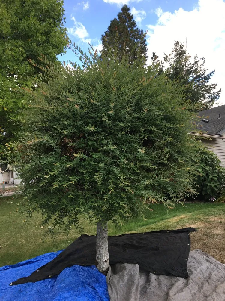 Trusted yard cleanup service in Vancouver, WA - Undercover Landscape Maintenance