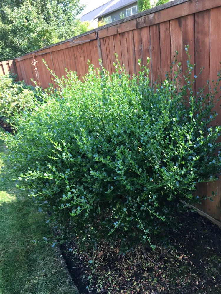 Top-rated yard maintenance in Vancouver, WA by Undercover Landscape Maintenance