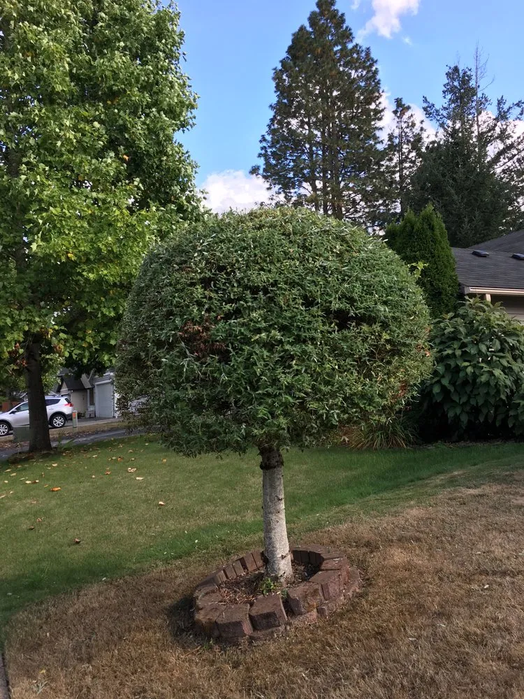 Professional landscaping services in Vancouver, WA - Undercover Landscape Maintenance