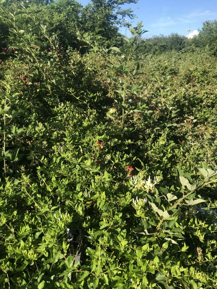 Trusted yard maintenance in Fort Gibson, OK - Undercutter Power Washing And Landscaping