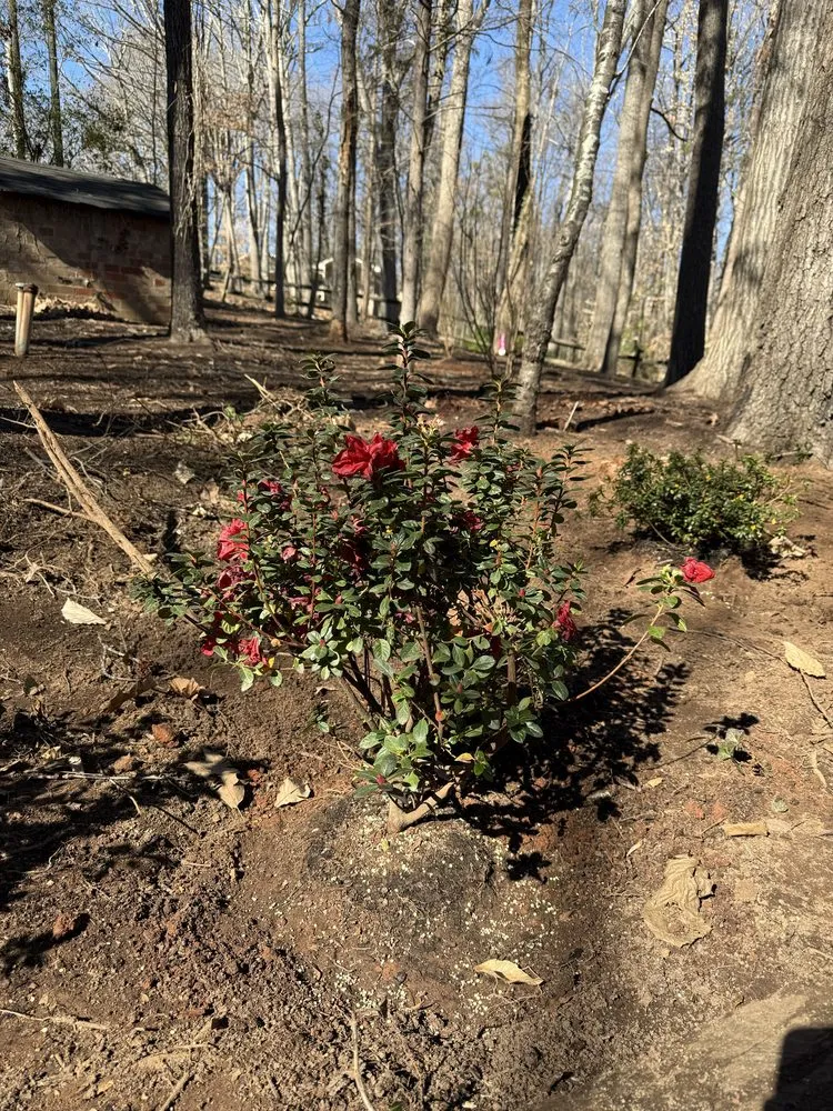 Affordable outdoor landscaping experts serving Charlotte, NC - Underdog Landscaping