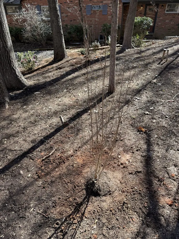 Affordable yard cleanup service in Charlotte, NC by Underdog Landscaping