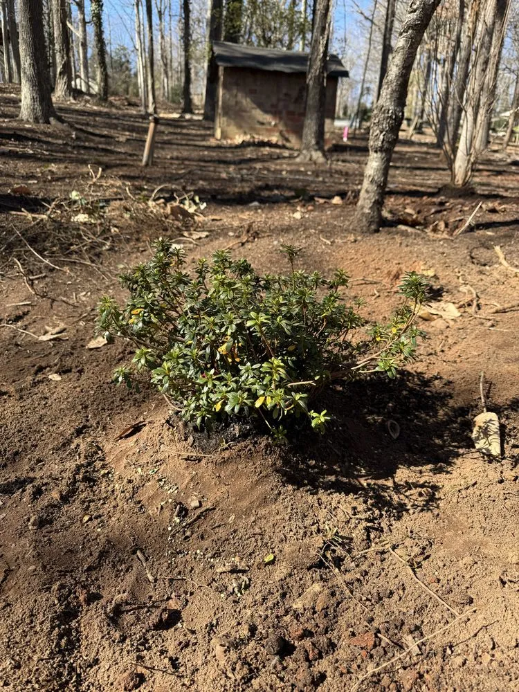 Professional lawn mowing service for year-round maintenance in Charlotte, NC by Underdog Landscaping