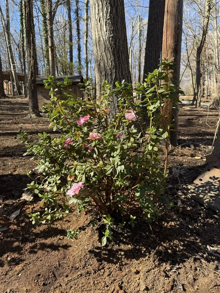 Professional residential landscaping in Charlotte, NC by Underdog Landscaping