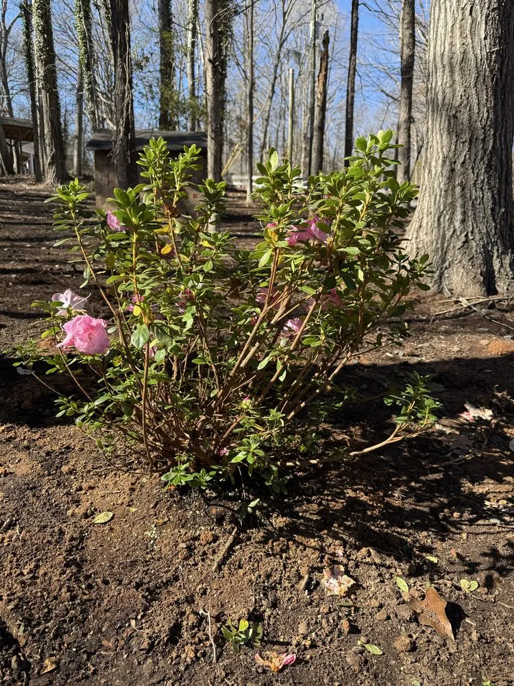 Reliable yard cleanup service for year-round maintenance in Charlotte, NC by Underdog Landscaping