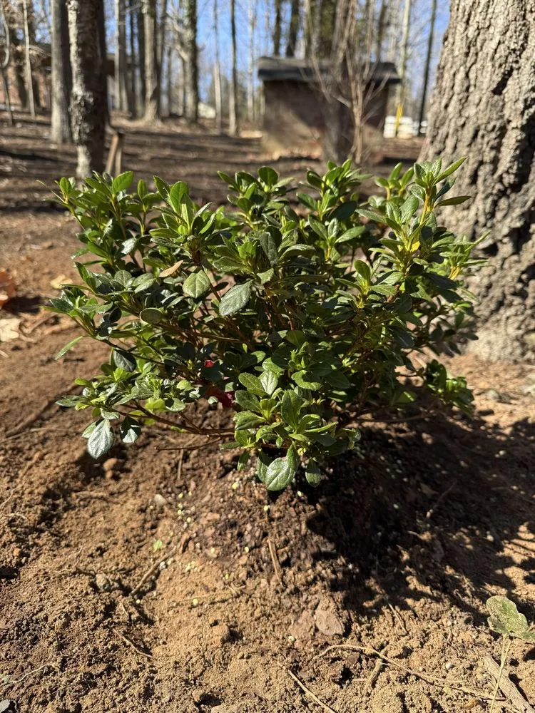 Trusted landscaping services in Charlotte, NC - Underdog Landscaping