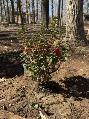 Underdog Landscaping