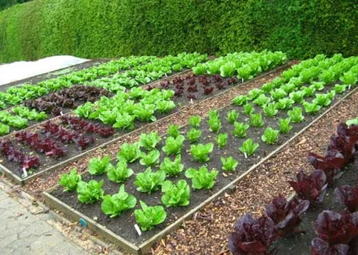 Custom landscaping services in Cordova, TN by Underfoot Solutions