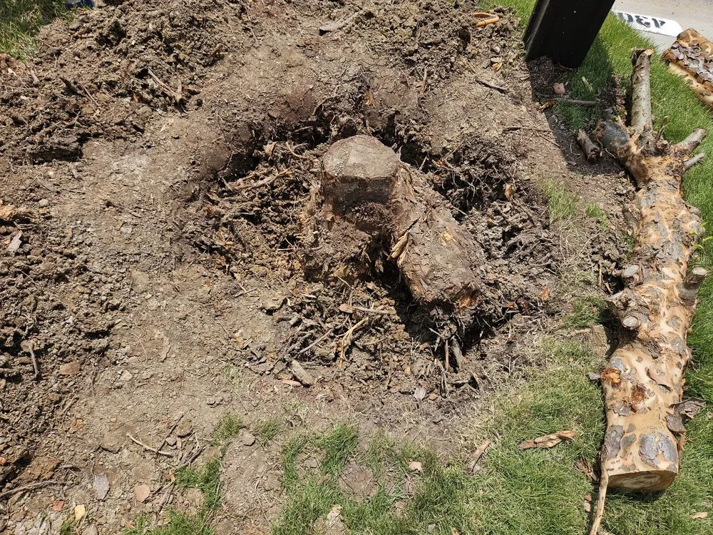 Professional lawn care service in Virginia Beach, VA by Underground Landscaping