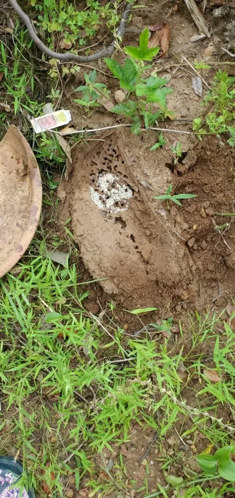 Custom yard maintenance in Columbus, MS by Underneath Me