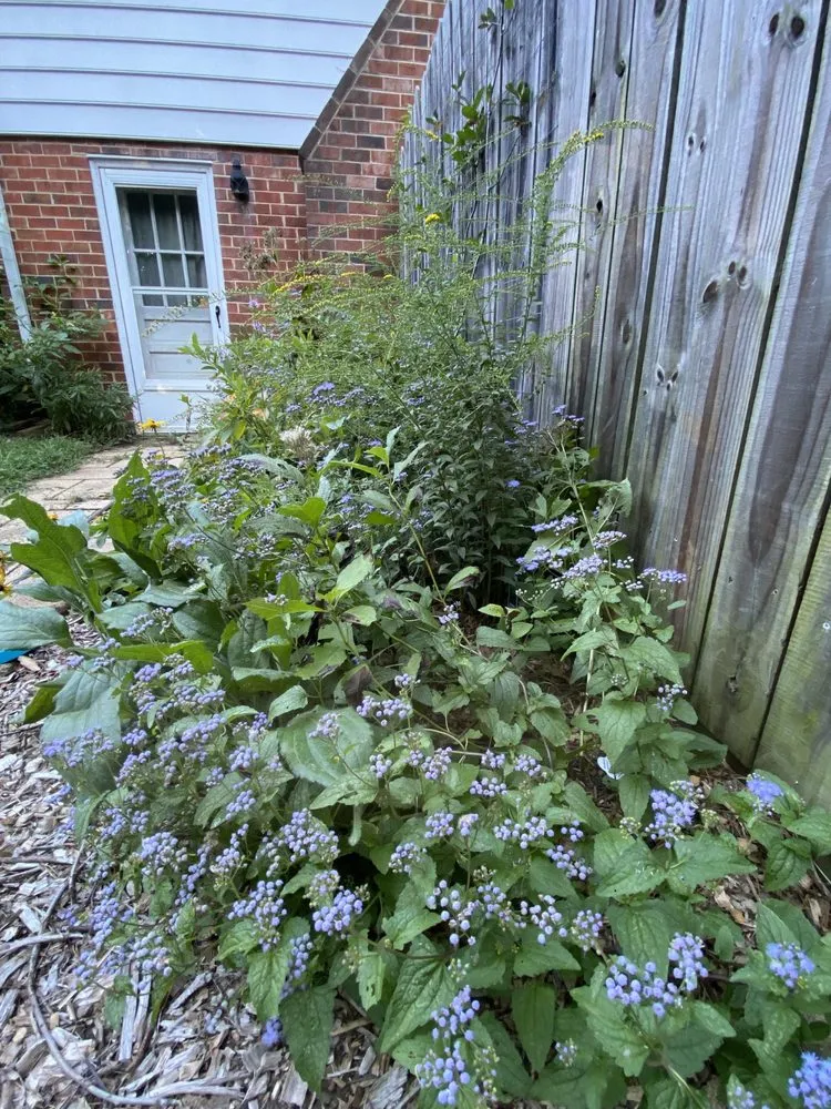 Professional yard cleanup service experts serving Richmond, VA - Undoing Ruin Conservation Landscaping