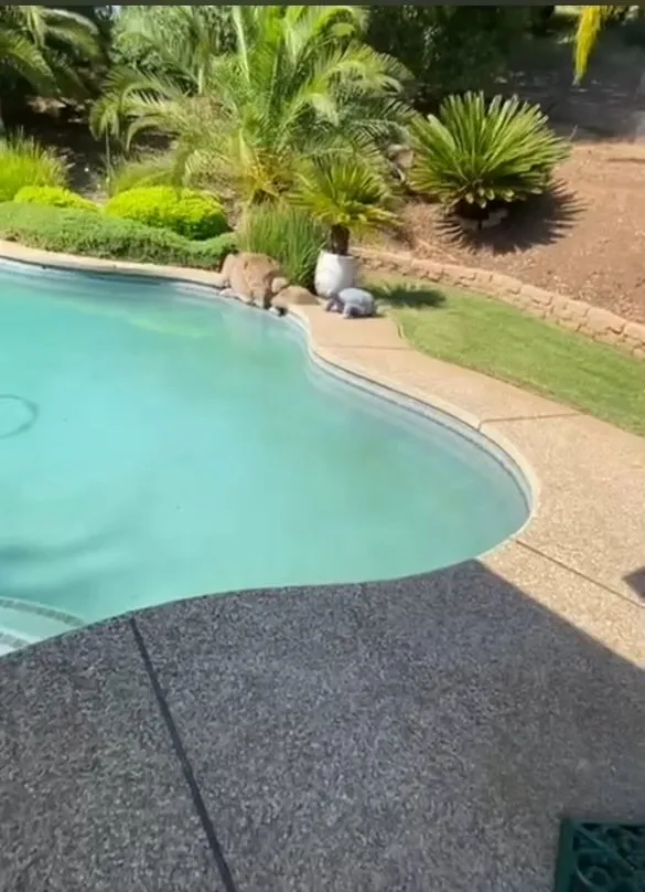 Reliable garden landscaping experts serving Citrus Heights, CA - Unik Landscaping