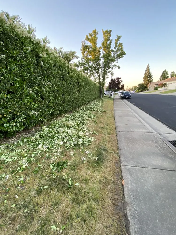 Expert yard maintenance in Citrus Heights, CA - Unik Landscaping