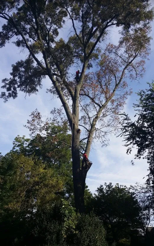 Top-rated lawn mowing service near you across Indian Trail, NC - Union Tree Experts