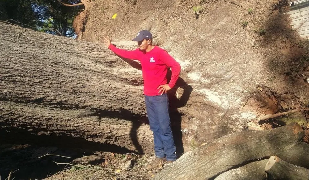 Local outdoor landscaping in Indian Trail, NC by Union Tree Experts