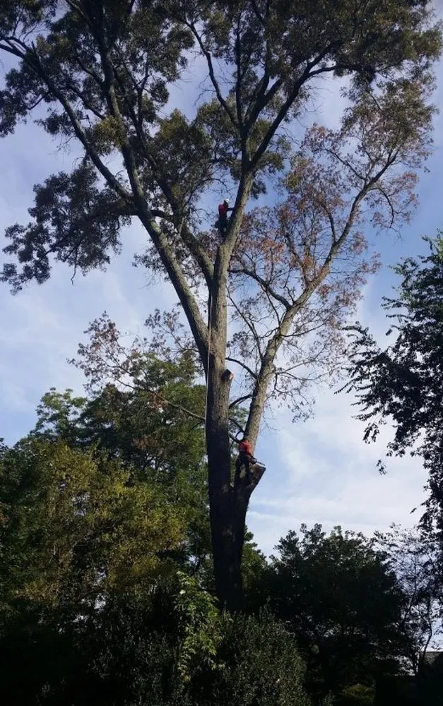 Custom lawn mowing service with custom design in Indian Trail, NC by Union Tree Experts