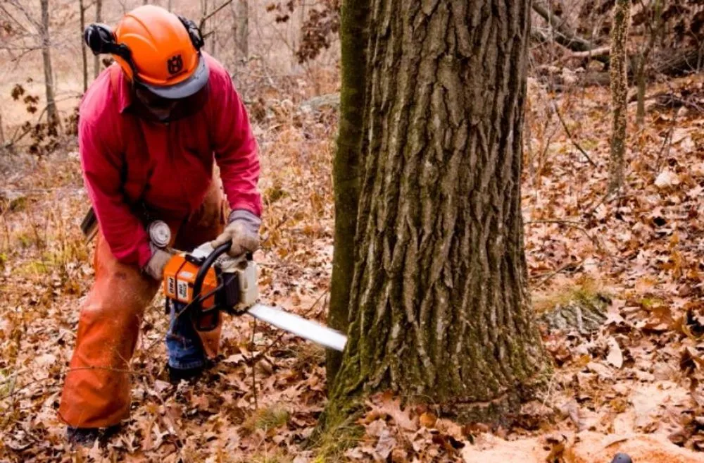 Affordable lawn care service experts serving Indian Trail, NC - Union Tree Experts