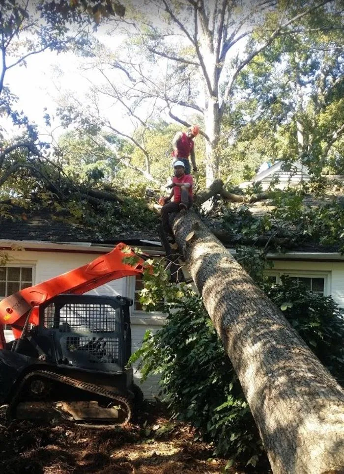 Expert yard cleanup service experts serving Indian Trail, NC - Union Tree Experts