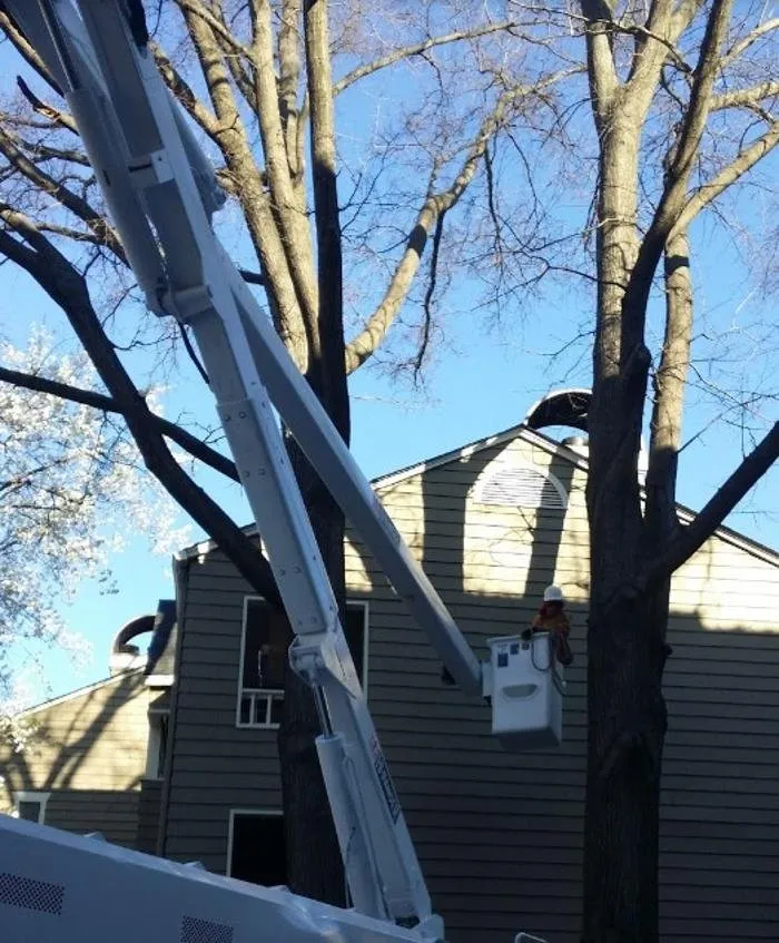 Affordable lawn mowing service in Indian Trail, NC by Union Tree Experts