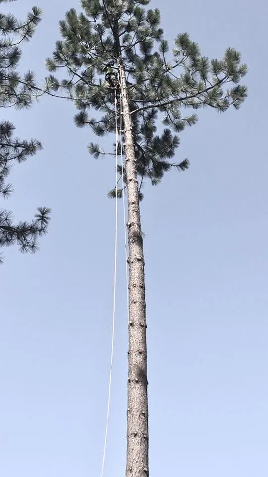 Reliable yard cleanup service experts serving Foresthill, CA - Unique Arbor Tree Care