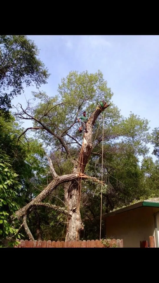 Trusted landscape installation experts serving Foresthill, CA - Unique Arbor Tree Care