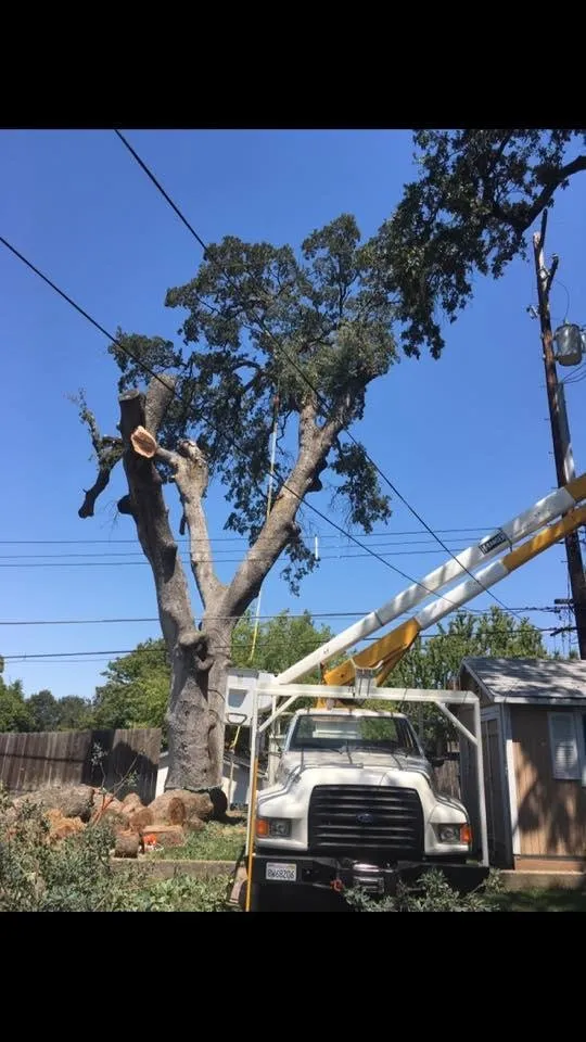 Top-rated landscaping services in Foresthill, CA - Unique Arbor Tree Care