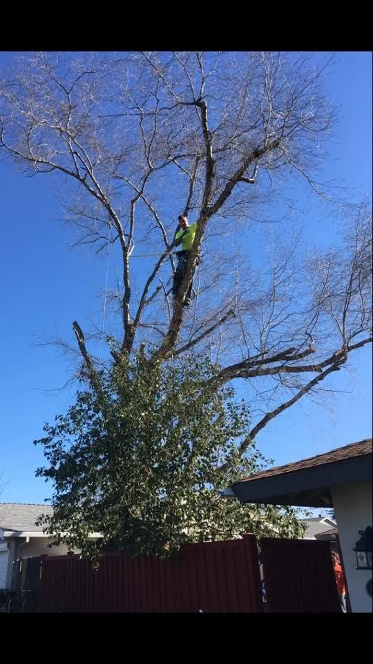 Custom garden landscaping in Foresthill, CA - Unique Arbor Tree Care