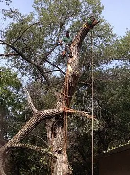 Affordable landscaping services in Foresthill, CA by Unique Arbor Tree Care