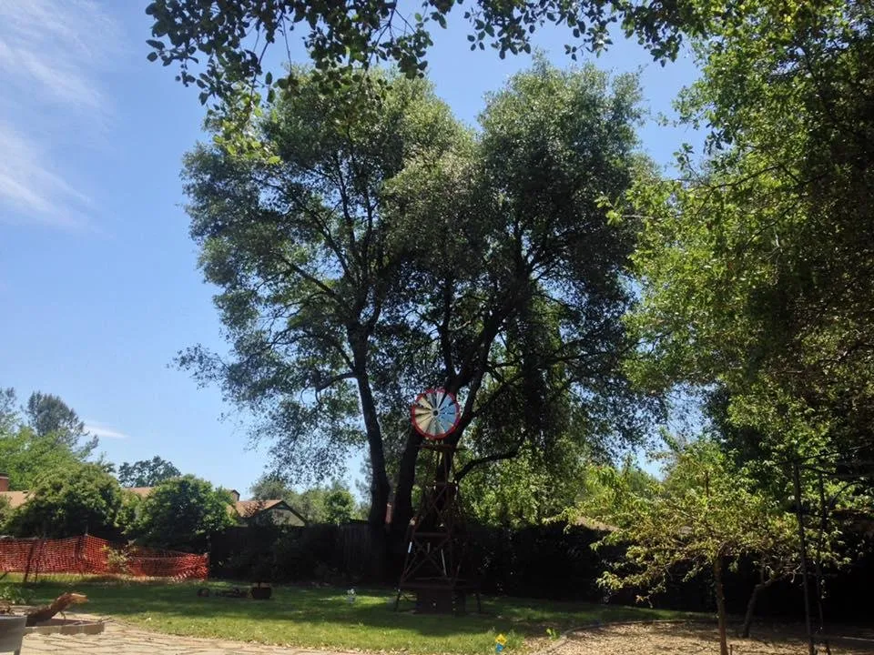 Reliable residential landscaping in Foresthill, CA by Unique Arbor Tree Care