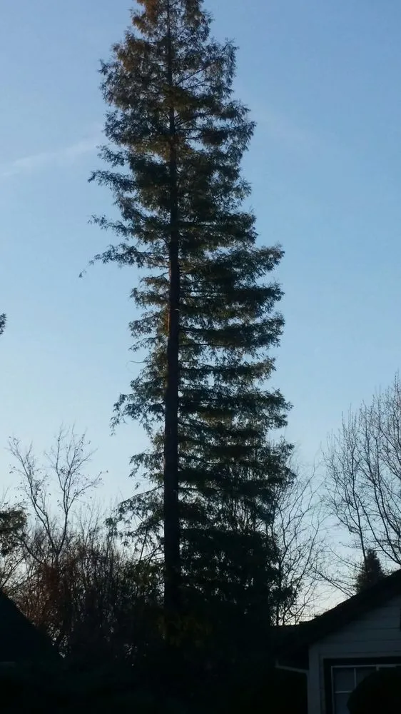 Top-rated landscape installation for year-round maintenance across Foresthill, CA - Unique Arbor Tree Care