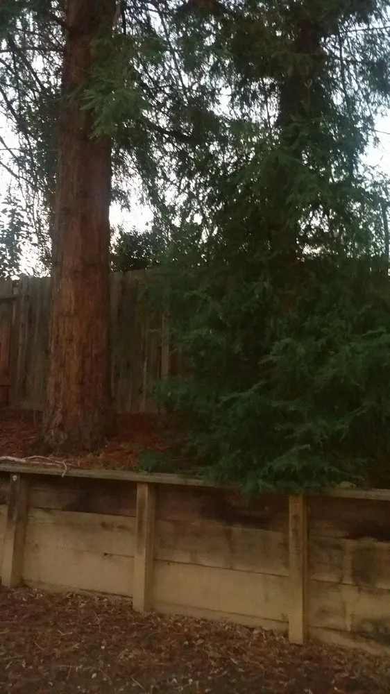 Custom residential landscaping in Foresthill, CA by Unique Arbor Tree Care