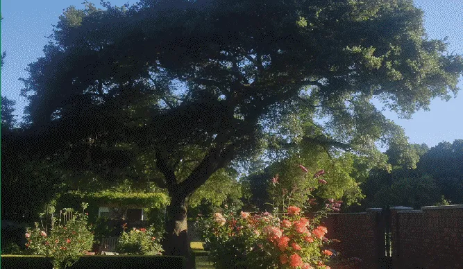 Expert residential landscaping for residential properties across Foresthill, CA - Unique Arbor Tree Care