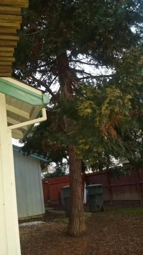 Custom landscape installation in Foresthill, CA - Unique Arbor Tree Care