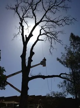Trusted landscape design in Foresthill, CA by Unique Arbor Tree Care