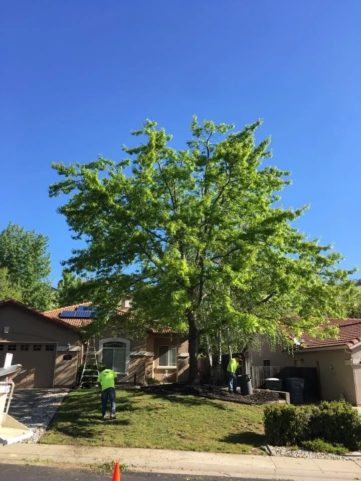 Trusted yard maintenance near you in Foresthill, CA by Unique Arbor Tree Care